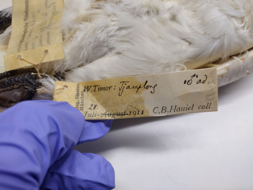 A preserved Yellow-crested Cockatoo specimen, collected in 1911 and housed at the Bavarian State Collection, Munich. Specimens like this provide invaluable genetic data for conservation research. Photo credit: Arthur Sands